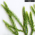 SpeciesSub: var. imbricarium